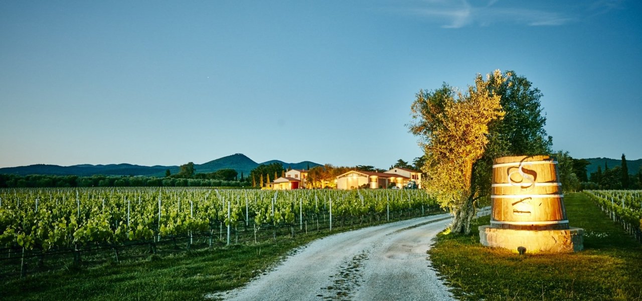 vineyards and winery